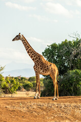 Giraffe Ganzkörper Aufnahme in Kenia