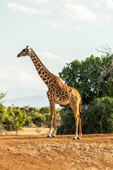 Giraffe Ganzkörper Aufnahme in Kenia