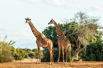 2 Giraffen schauend in der Landschaft von Kenia