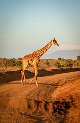 Giraffe läuft über Strasse in der Landschaft von Kenia
