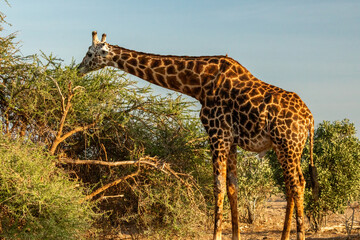 Giraffe frisst an Busch in Kenia
