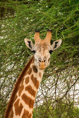 Nahaufnahme des Gesichts eines Giraffen in Kenia