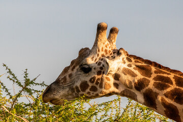 Gesichtsaufnahme einer Giraffe in Kenia