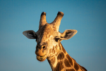 Giraffe lächelt in die Kamera in der Landschaft von Kenia