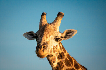 Giraffe in der Landschaft von Kenia