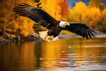 Fototapeta premium majestic bald eagle soaring above a river with autumn foliage lining the banks