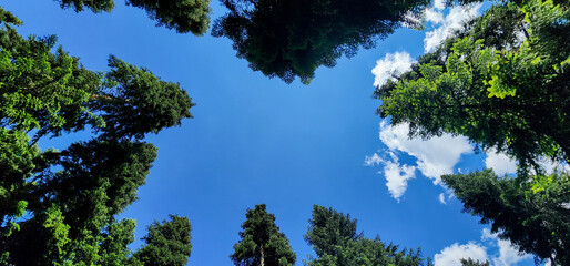 wide angle forest sky view