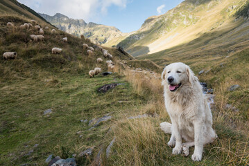 Shepherd dog is resting and sheep are grazing on the hills. Beautiful mountain view. Carpathian Mountains, Romania