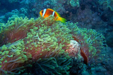 Naklejka na ściany i meble anemone fish on coral