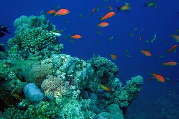 Naklejka na ściany i meble coral reef with fishes