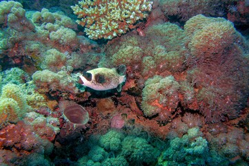 coral reef with pufferfish