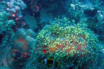 Naklejka na ściany i meble anemone coral reef in sea
