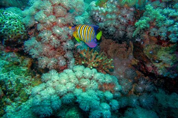 Naklejka na ściany i meble tropical coral reef with fish