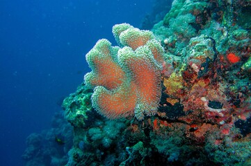 Naklejka na ściany i meble toadstool leather coral in the sea