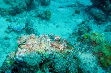 Naklejka na ściany i meble coral reef with lizard fish