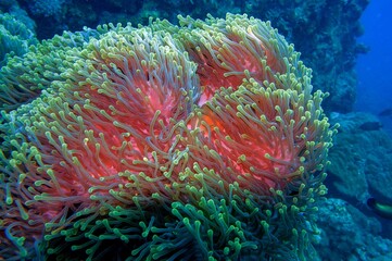 Naklejka na ściany i meble coral reef with sea anemone