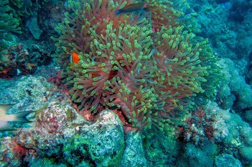 Fototapeta na wymiar anemone coral in sea