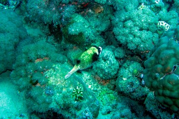 coral reef with puffer fish