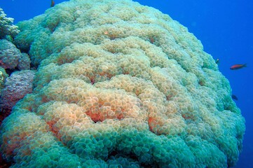 coral reef and bubble coral