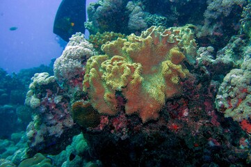 Fototapeta na wymiar coral reef and diver