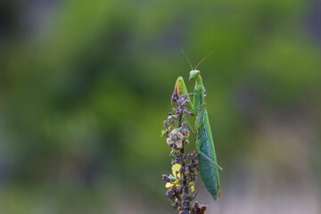 Mantis - Mantis religiosa green animal sitting on a blade of grass in a meadow
