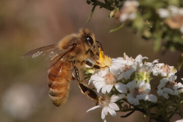 Honeybees pollinating fall flowers
