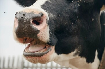 close-up of a cow's face, flies sitting on a cow's nose, a cow chewing gum. The idea of ​​caring for cattle. An unkempt cow. © Варвара Гиделюк