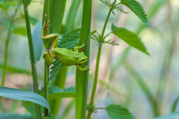 Hyla arborea - Green tree frog on a stalk. The background is green. The photo has a nice bokeh....