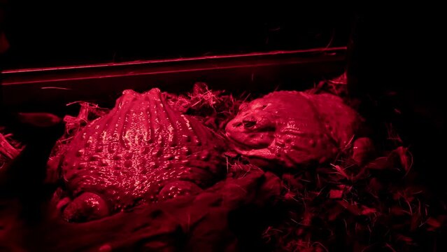 Large frogs. Two giant African bullfrog are lying in a zoo terrarium under warming red infrared light. Male and female animal. Gluttony and overweight concept. Humor. Pair in love. Valentines day. 4K.