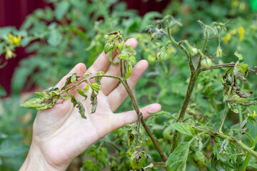 diseased leaves on a tomato bush affected by late blight. gardener's hand holds a plant branch.