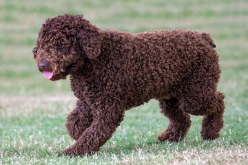 Brown,curly coated,Spanish Water Dog on the move