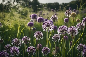 Allium in a meadow that is in bloom and has a wide range of flowers