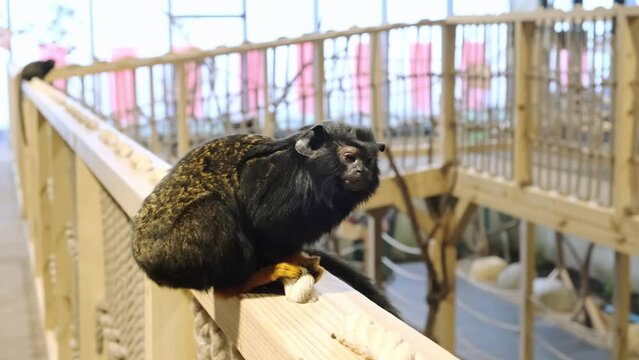 Cute little monkey. Red-handed tamarin is sitting, itch themself and looking at camera. Saguinus midas. Close-up. Side view. Zoo park life. Adorable primate. 4K video footage.