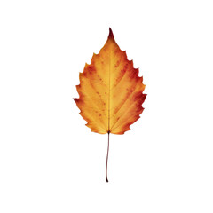 Fototapeta premium autumn leaf isolated on white background