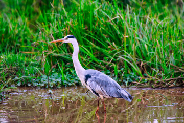 Grey Heron at the marshes near the Ark Lodge, Aberdare National Park, Kenya