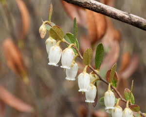 Chamaedaphne calyculata (Leather-leaf) Native North American Wetland Wildflower