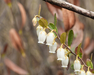 Chamaedaphne calyculata (Leather-leaf) Native North American Wetland Wildflower