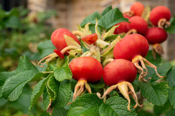 Bush with rose hips against the background of a brick wall. Red oval rose hips on a bush. Medicinal rosehip berry - Powered by Adobe