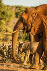 Elefantenmutter mit Elefantenkind in Afrika