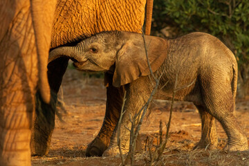 Elefantenbaby bei der Elefantenmutter