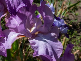 Close-up shot of the bearded iris or German bearded iris (Iris × germanica) 'Amethyst Flame' blooming with large, ruffled lilac flower with a flame-colored haft - obrazy, fototapety, plakaty