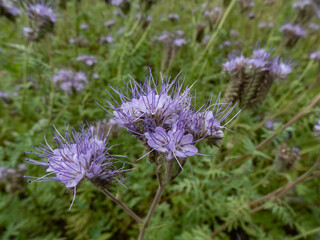 The lacy phacelia, blue tansy, purple tansy or fiddleneck (Phacelia tanacetifolia) flowering with dense and hairy bell-shaped flowers in shades of blue and lavender