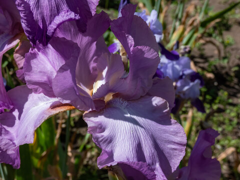 Close-up shot of the bearded iris or German bearded iris (Iris &times; germanica) 'Amethyst Flame' blooming with large, ruffled lilac flower with a flame-colored haft