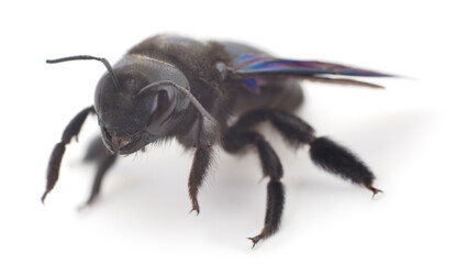 Xylocopa Violacea isolated on white.