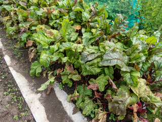 Close-up of beet (Beta vulgaris) plant seedlings growing in a vegetable bed with big, green and red...