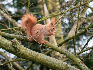 Red Squirrel feeding ina Tree