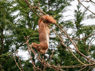 Red Squirrel feeding ina Tree
