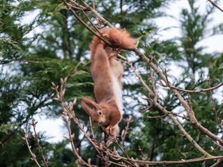 Red Squirrel feeding ina Tree