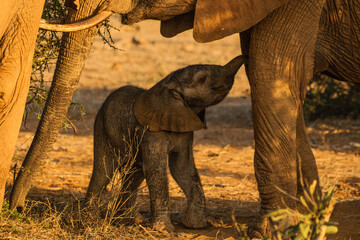 Elefantenbaby bei der Elefantenmutter säugend
