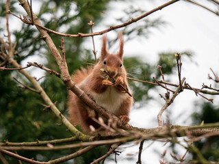 Red Squirrel feeding ina Tree